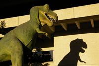 Dino